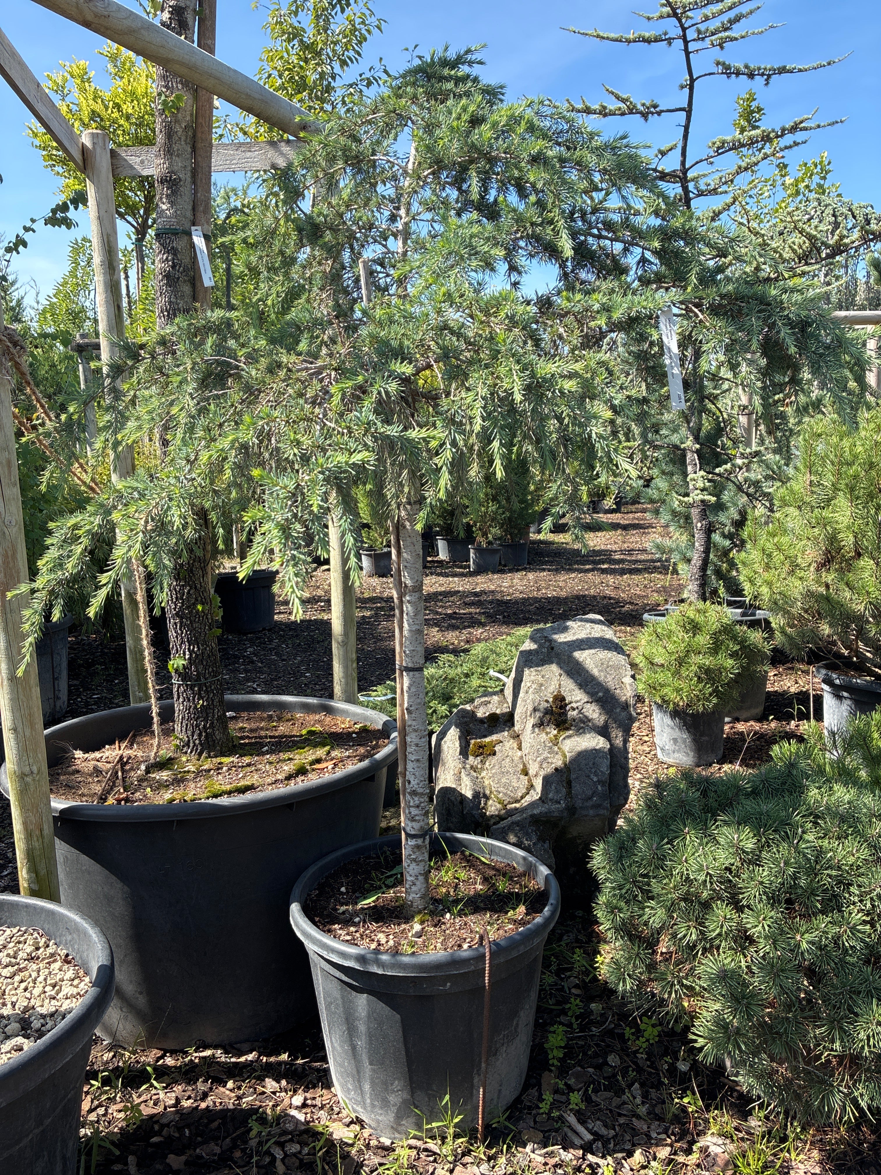 Himalaya-Zeder / Cedrus deodara